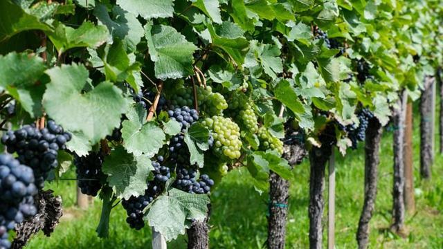 Antica Cascina B&B Borghetto Lodigiano Екстериор снимка
